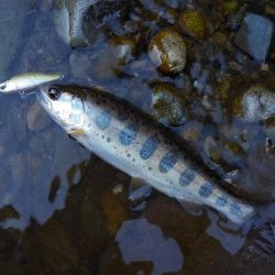 渓流ミノーイング 長良川水系